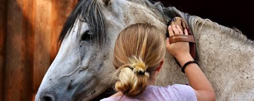 How to care for a horse’s coat, mane and tail