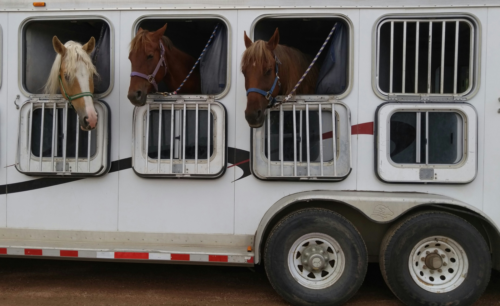 A horse trailer with three horses poking their heads out of windows