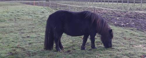 The Not-So-Secret Diary of Diva the Shetland Pony – Holidays