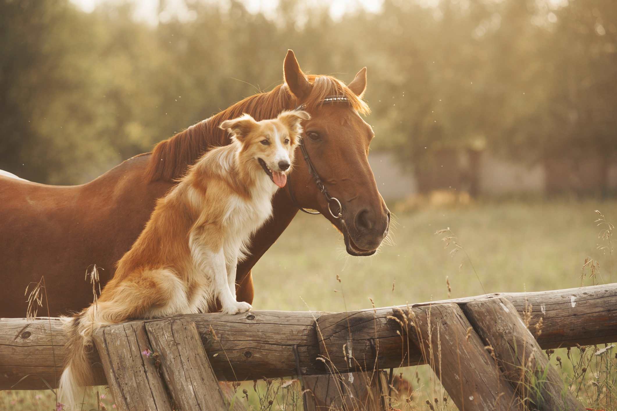 A horse looking over a wooden fence with a dog sitting next to it on the fence