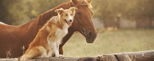 Safety tips for dogs and horses