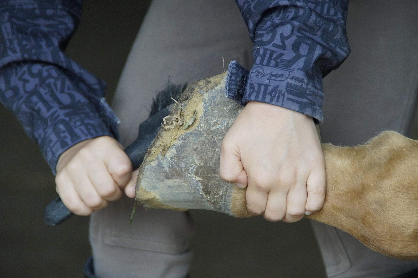 A horse hoof being gauged