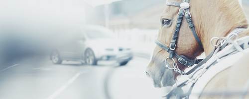 How to get your horse used to traffic