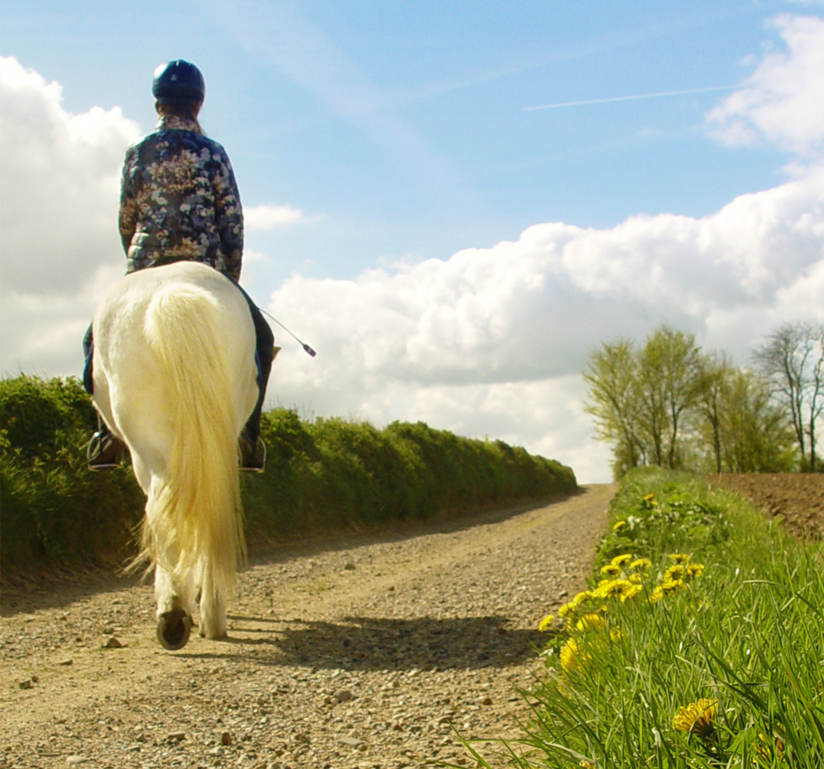 A horse and rider trotting along a country road next to a hedge and field on a sunny day
