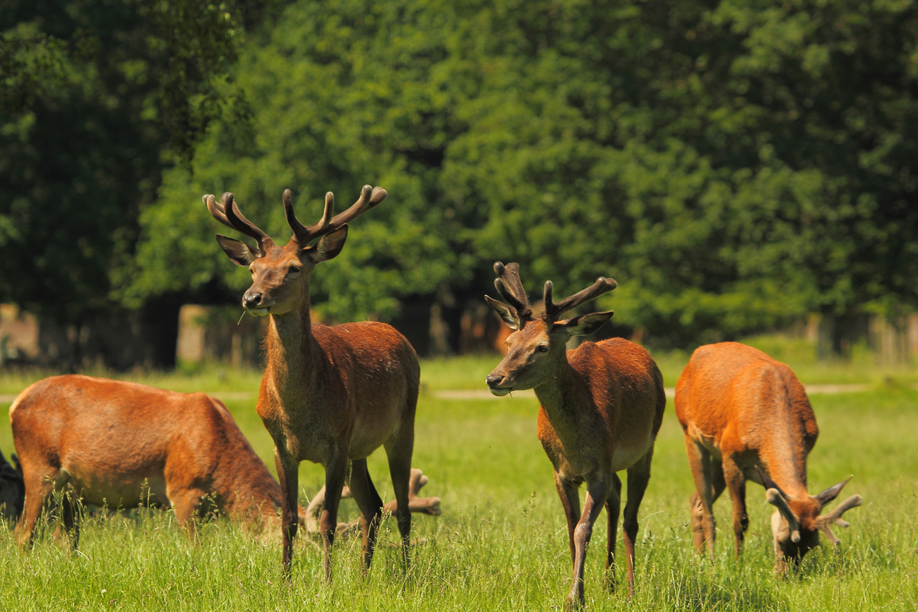 Deer grazing in Richmond Park