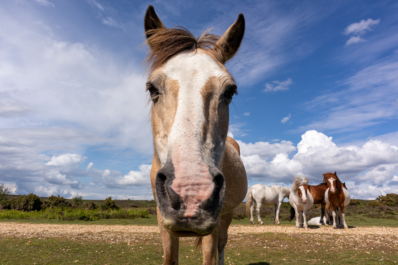 A lone horse looking head on with a group of horses behind