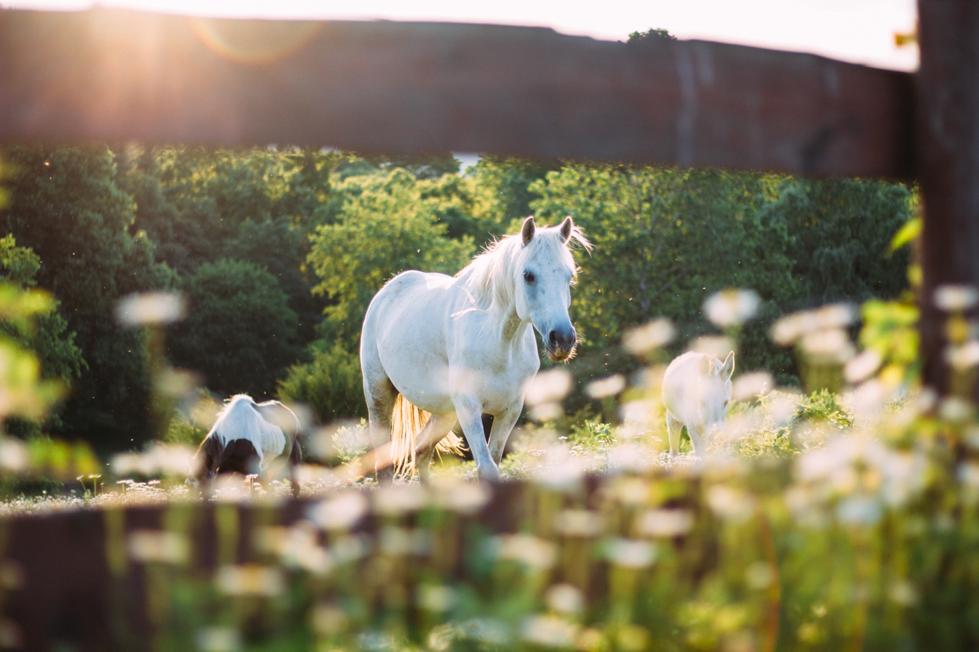 A white horse grazing in a field behind a wooden fence on a sunny day