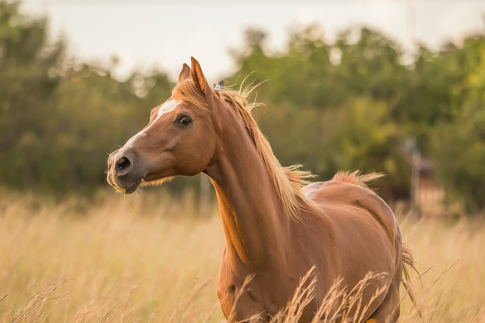 A horse standing in a field of long grass at sunset