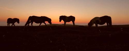 The Not-So-Secret Diary of Diva the Shetland Pony - Horse Swaps