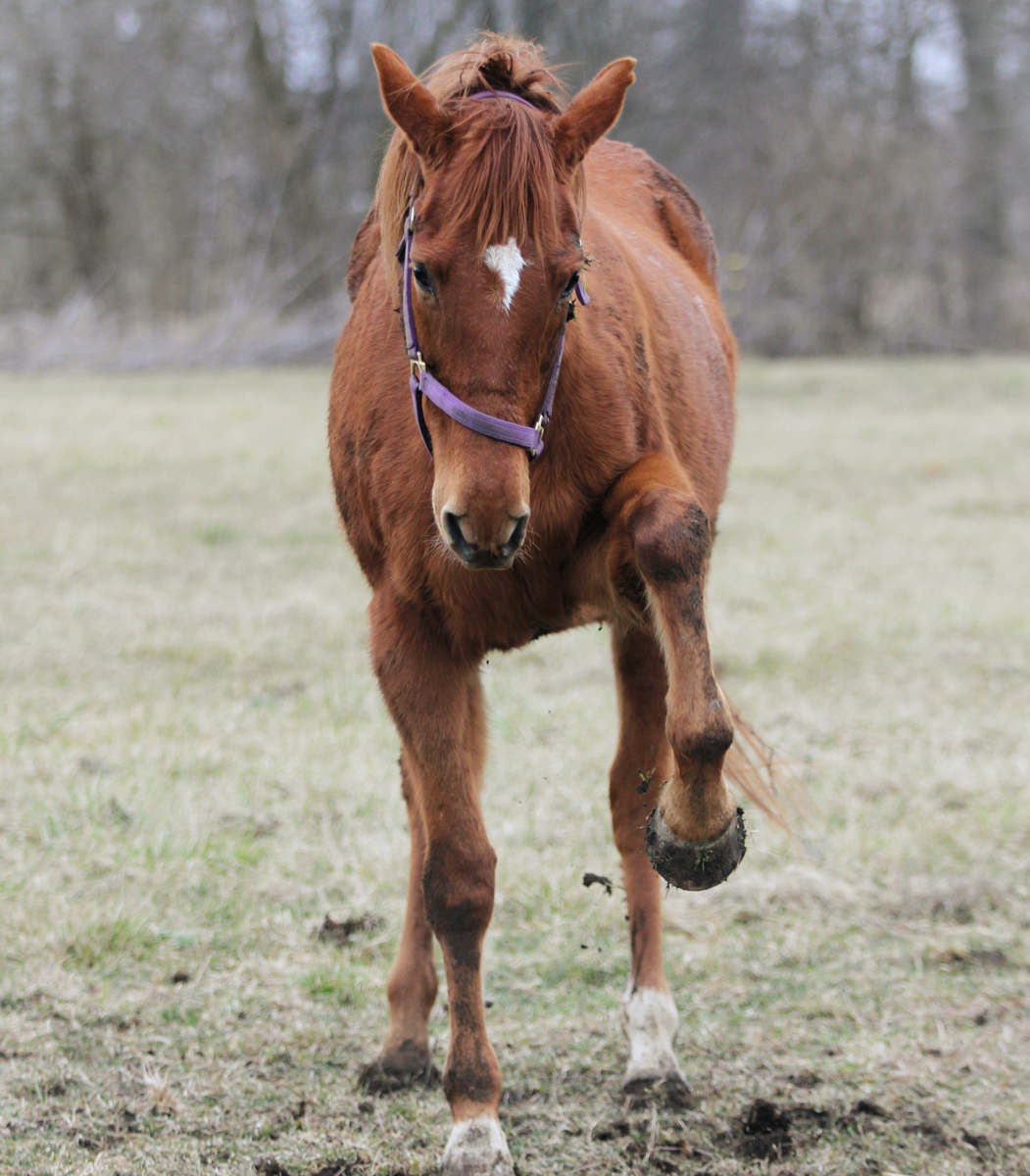 A horse picking up its front leg to kick in a field