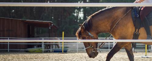 7 ways you can be injured by a horse