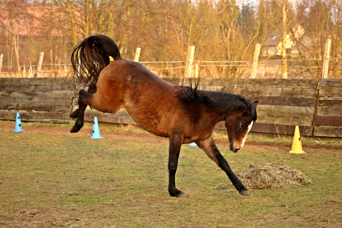 A horse bucking in a field on a sunny day