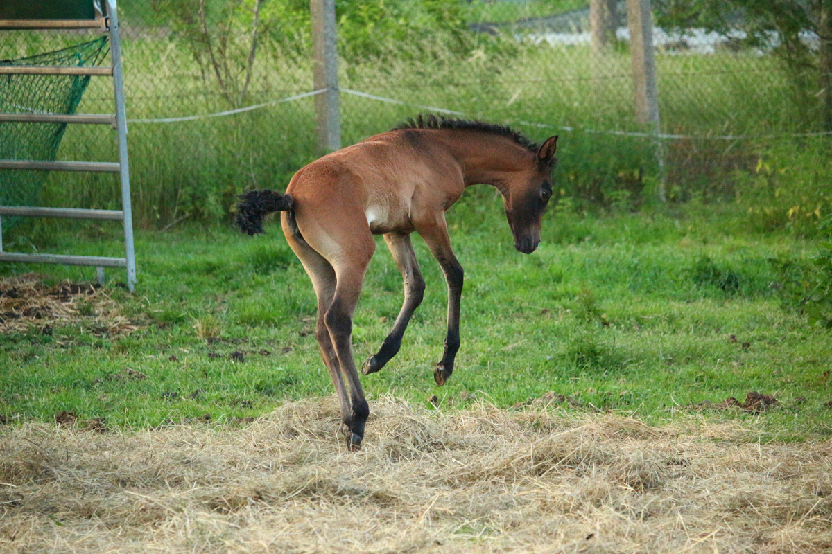 A foal bucking in a field