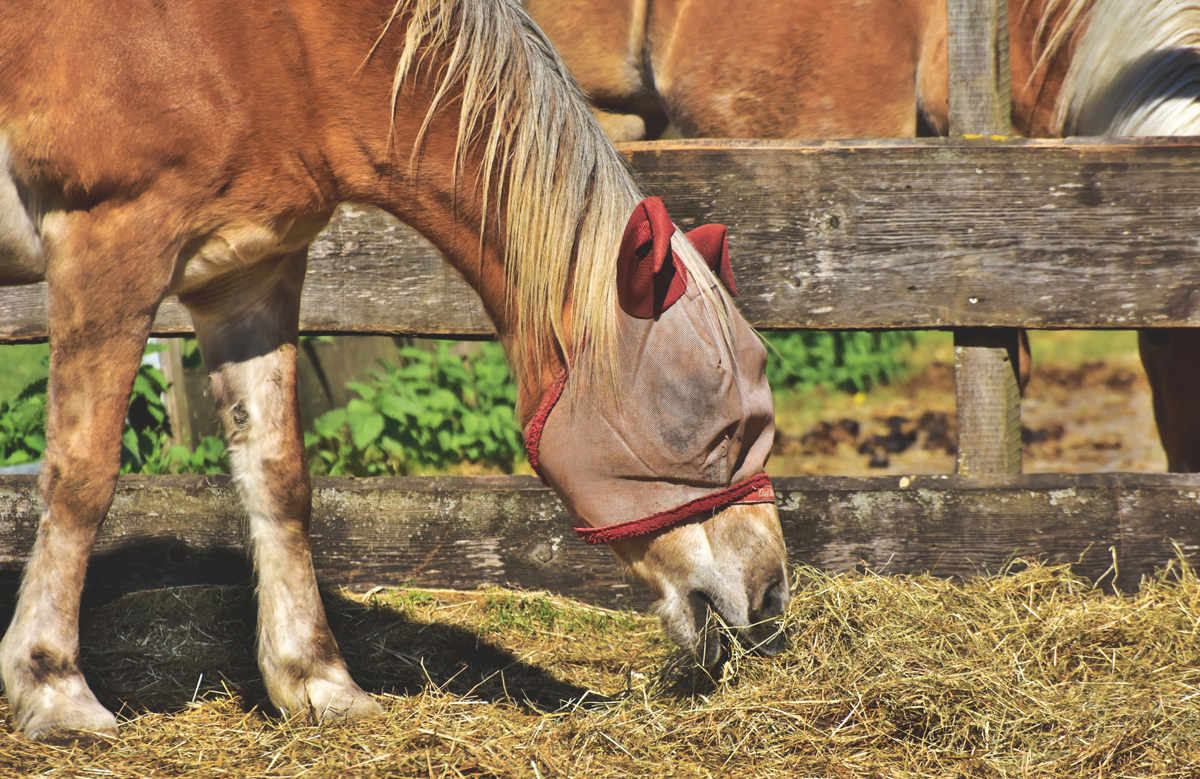 A horse grazing on some haynext to a wooden fence with a fly mask on