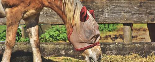How to spot a neglected horse
