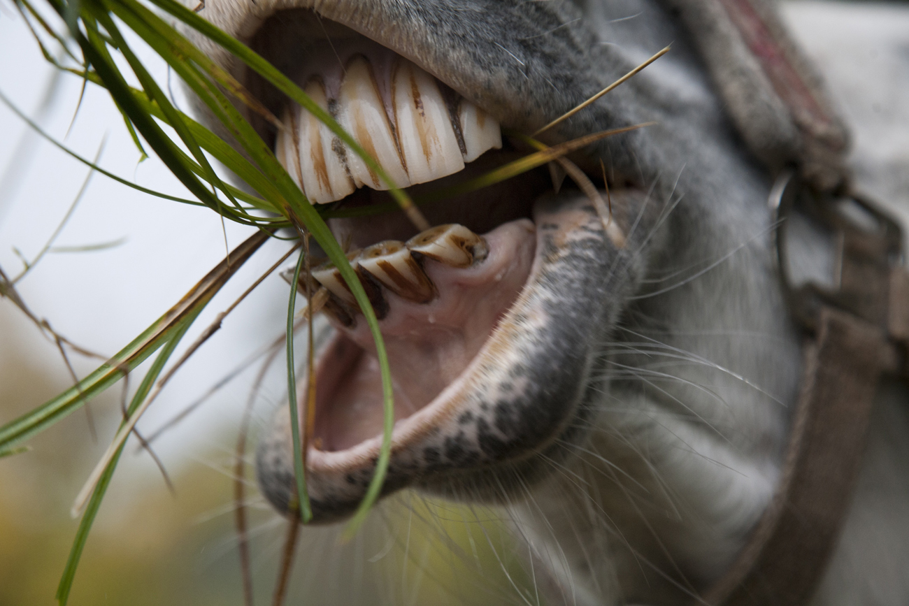 A close view of a horse taking a bite out of some grass blades