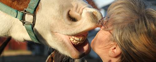 How to spot problems with your horse’s teeth