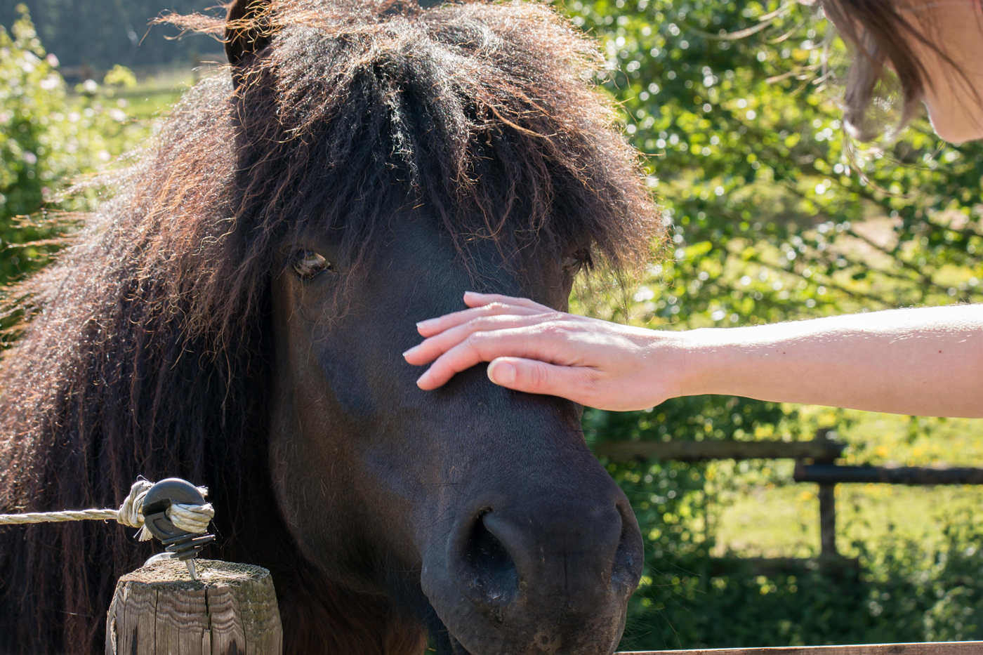 A woman stroking the nose of a horse