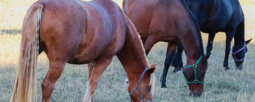 What are grazing muzzles for horses?