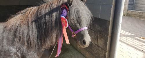 The Not-So-Secret Diary of Diva the Shetland Pony - Autumn is here!