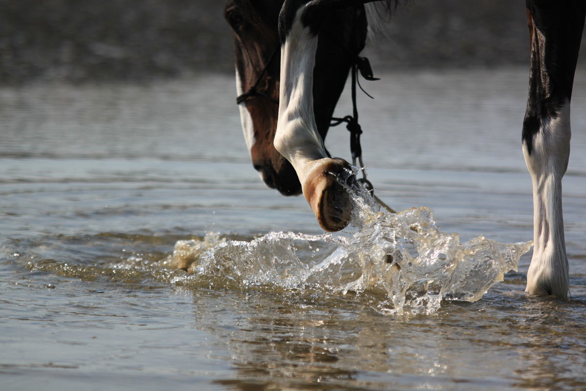 A horse and rider crossing a shallow river with its front hoof lifted