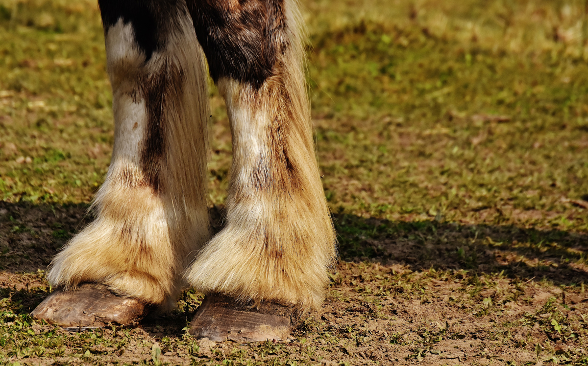 A horses front hooves on a grass patch