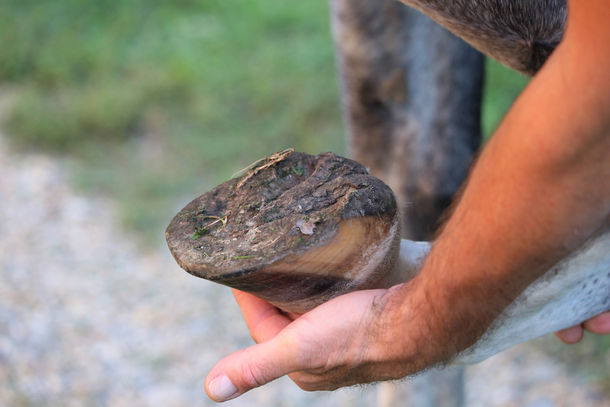 A person lifting up a horses hoof to inspect it