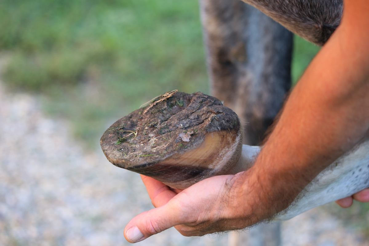 A person lifting a horses hoof for inspection