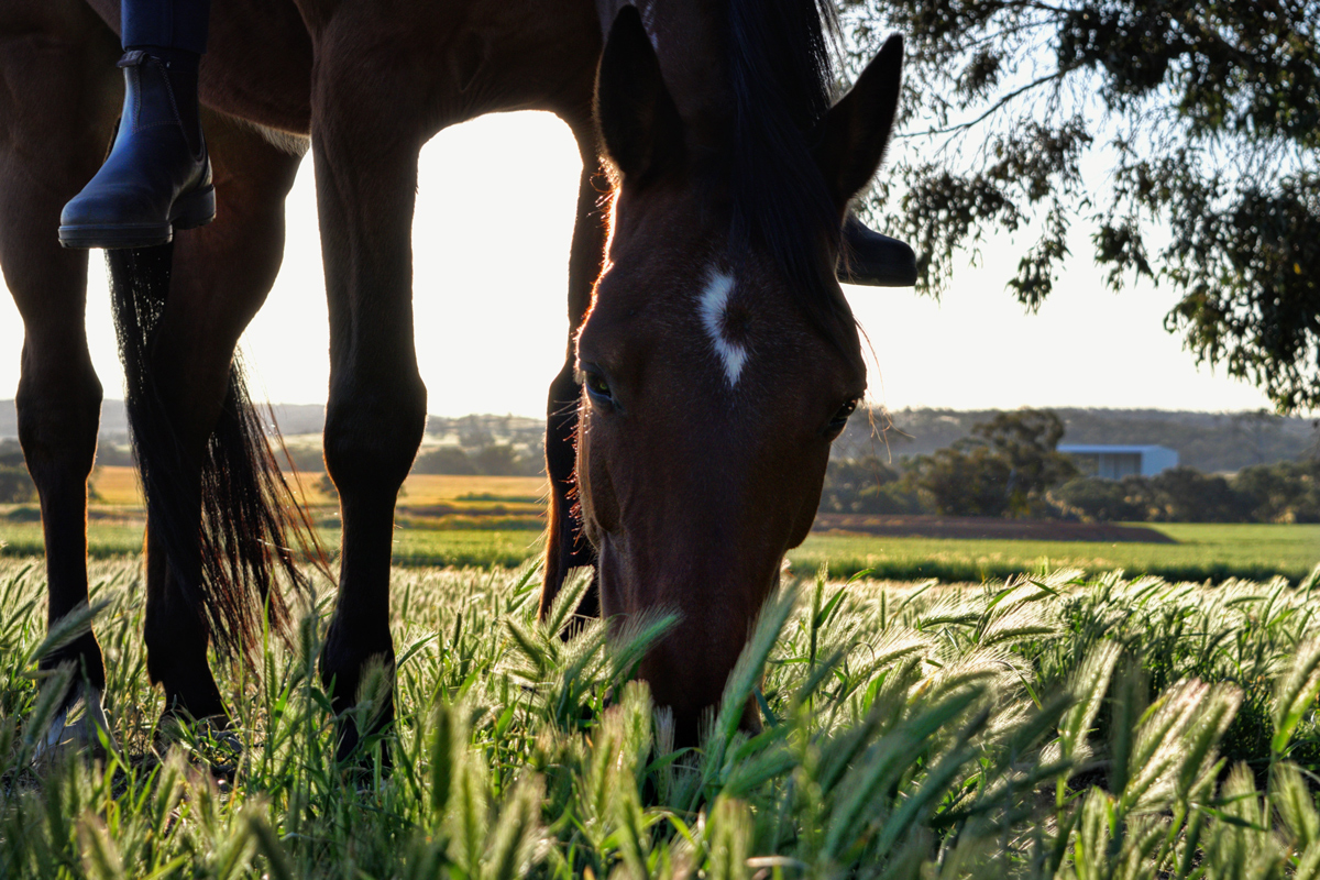 A horse grazing on a farmers land