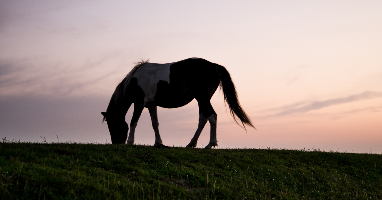 A horse grazing on the top of a grassy hill agaisnt a lilac sky