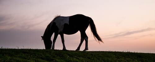 What is Cushing’s disease in horses?