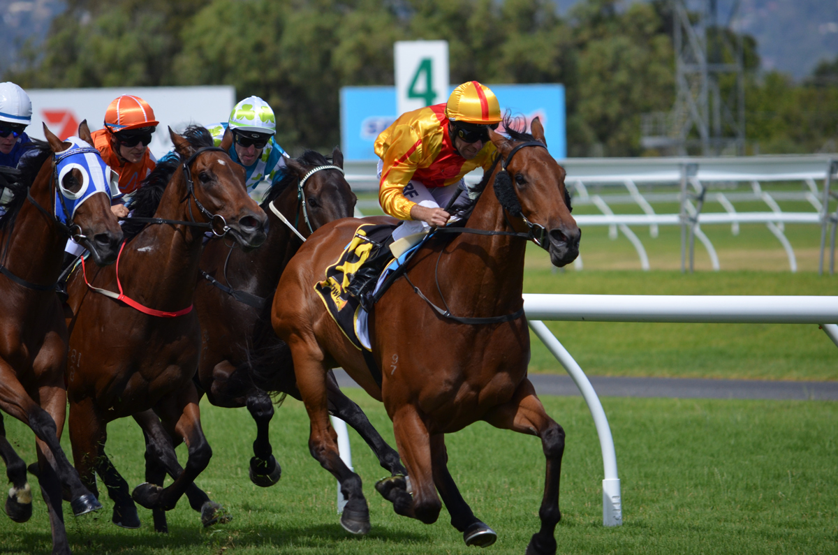 A pack of jockeys on race horses coming out of a corner of a race course