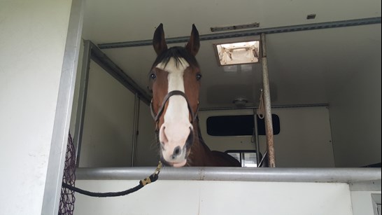 Horse in a trailer