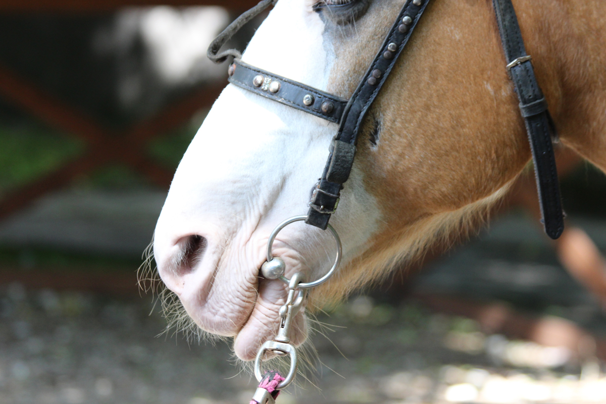 A horses mouth with a bit in it