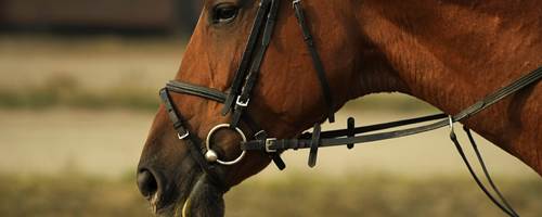 How to choose the right bit for your horse