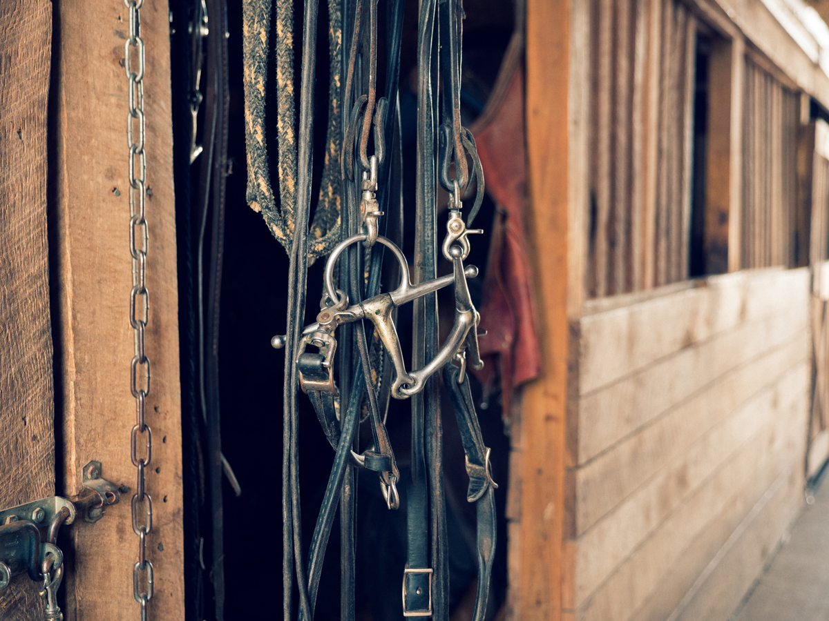 A horse bit and other apparel hanging from a wall in a stable