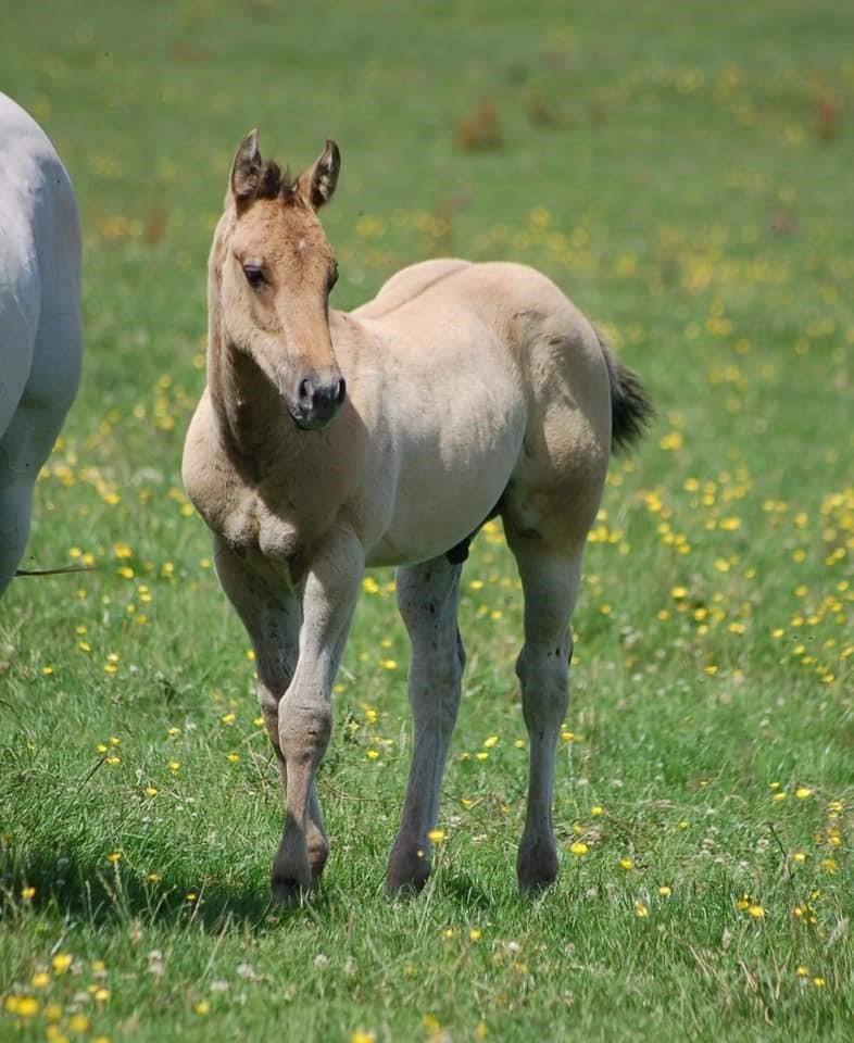 horse in field