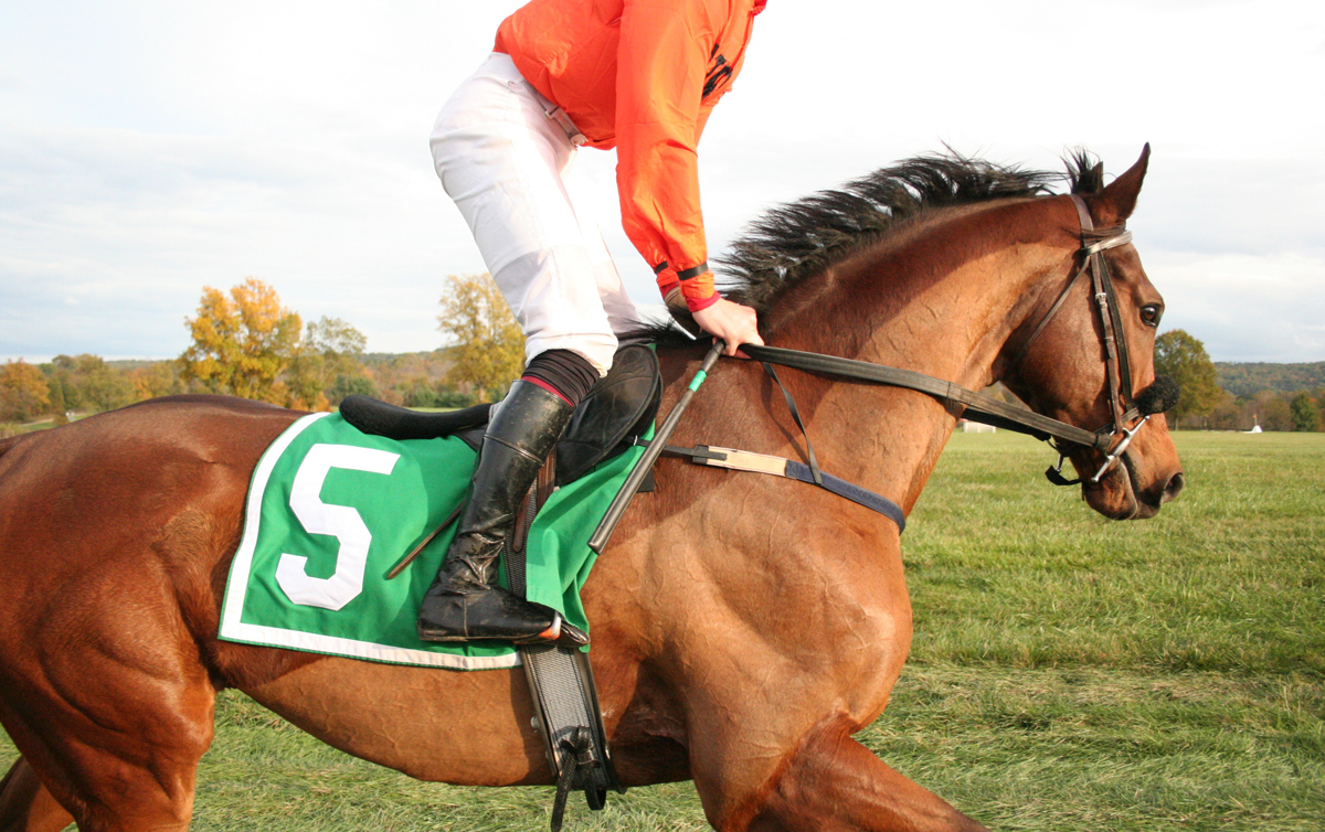 A person riding a horse through a field with a number on the saddle