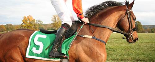 What vet checks does an ex-racehorse need?