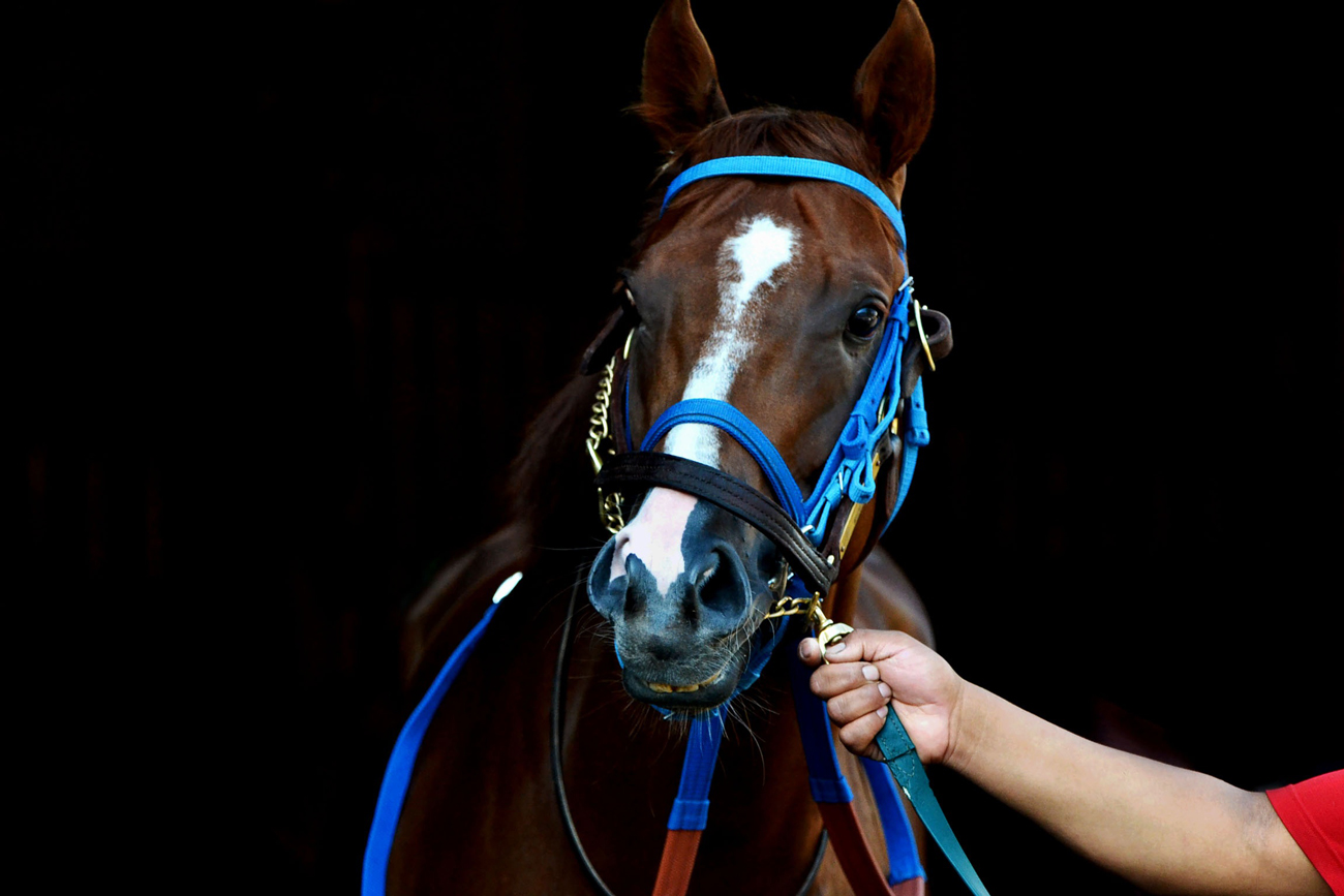 A racehorse with a blue  head collar and reins