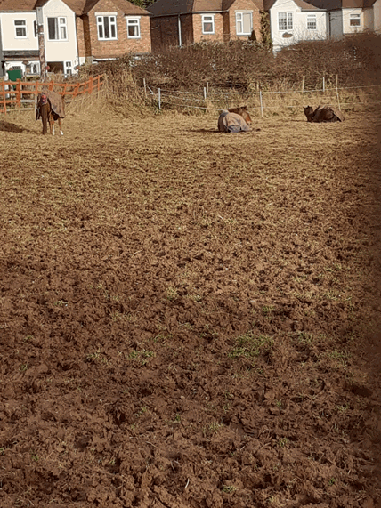 Boggy Field