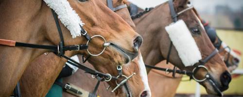 What’s the difference between show horses and racehorses?
