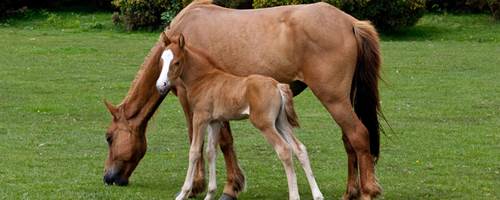 10 questions to ask before you start breeding thoroughbreds