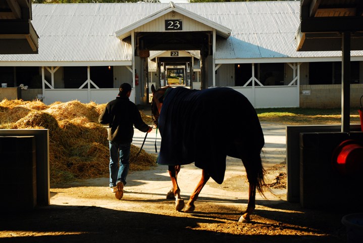 Horse leaving stable