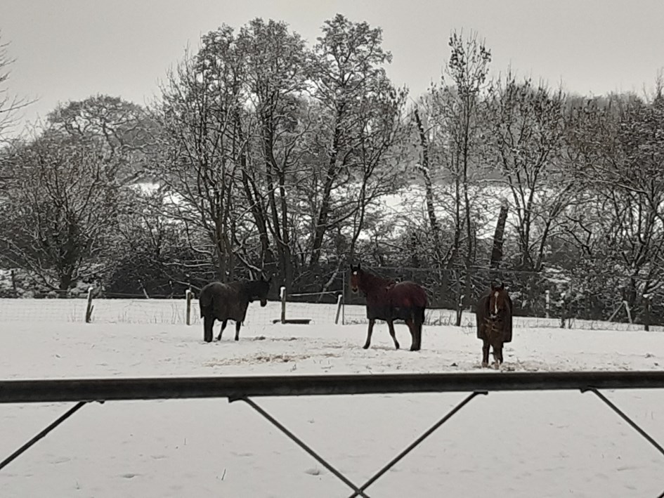 Horses enjoying the snow