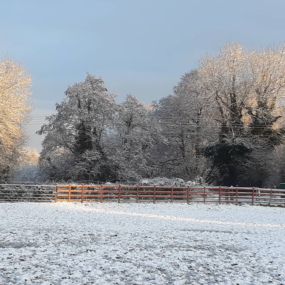 Snowy horse field
