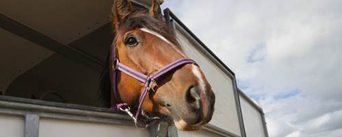 How safe are your horsebox floors and walls?