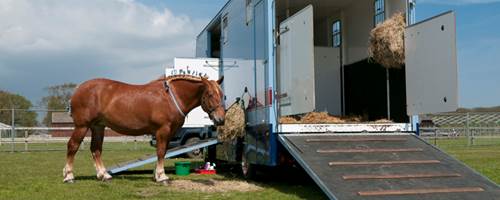 How to avoid horse and horsebox scams