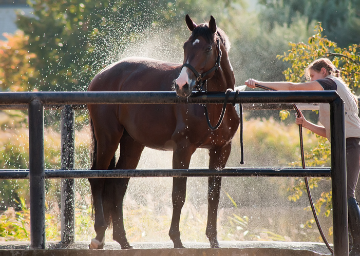 Horse tied whilst washed