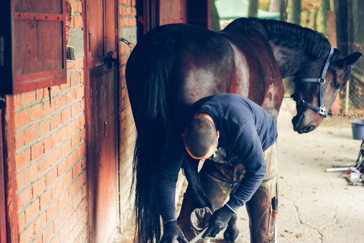 Hoof care